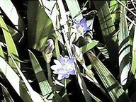 タテヤマリンドウ